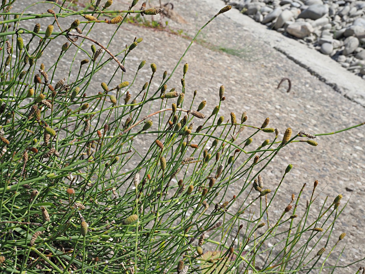 Image of Equisetum ramosissimum specimen.