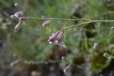 Silene lychnidea