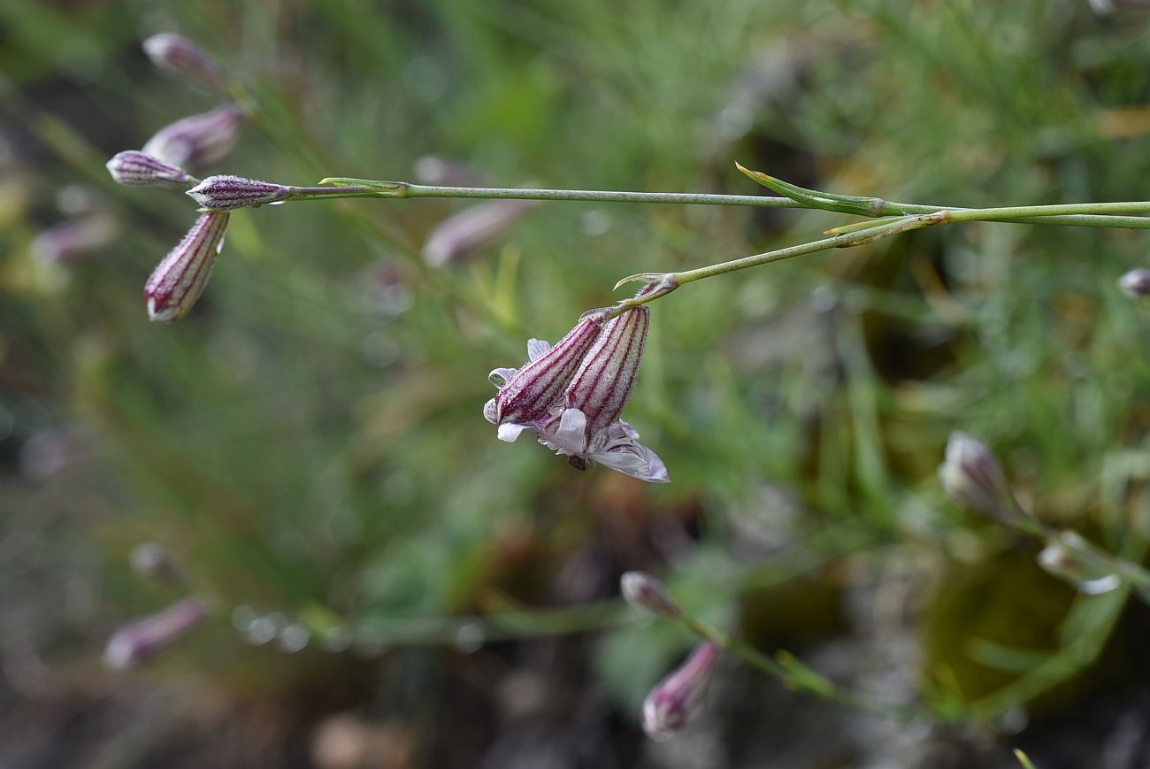 Image of Silene linearifolia specimen.