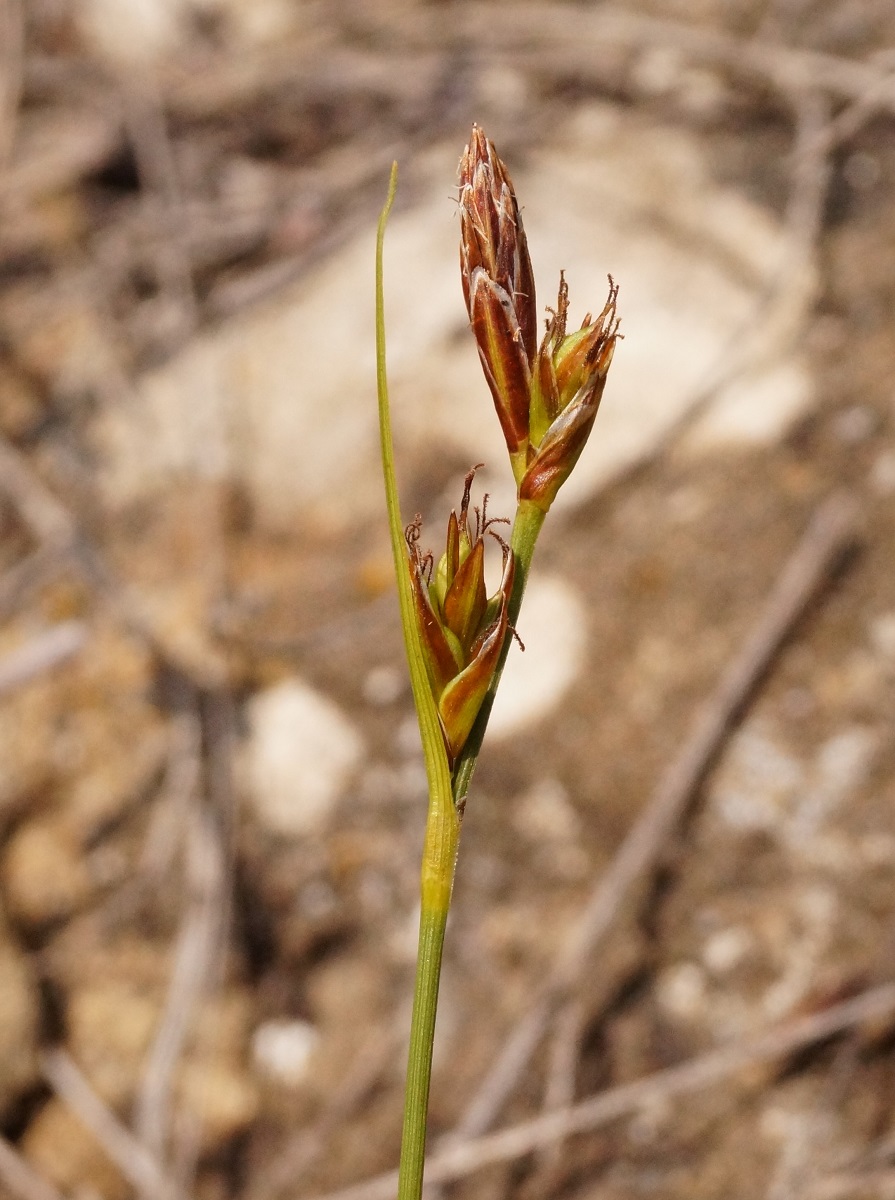 Image of Carex halleriana specimen.