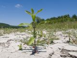 Epilobium hirsutum. Вегетирующее растение. Краснодарский край, Крымский р-н, окр. станицы Гладковская, обсохшее дно пруда. 03.06.2018.