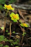 Chrysosplenium lectus-cochleae