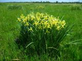 View full-size image Iris halophila