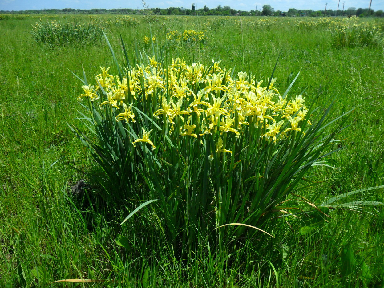 Изображение особи Iris halophila.