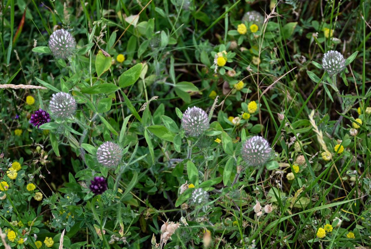 Изображение особи Trifolium diffusum.