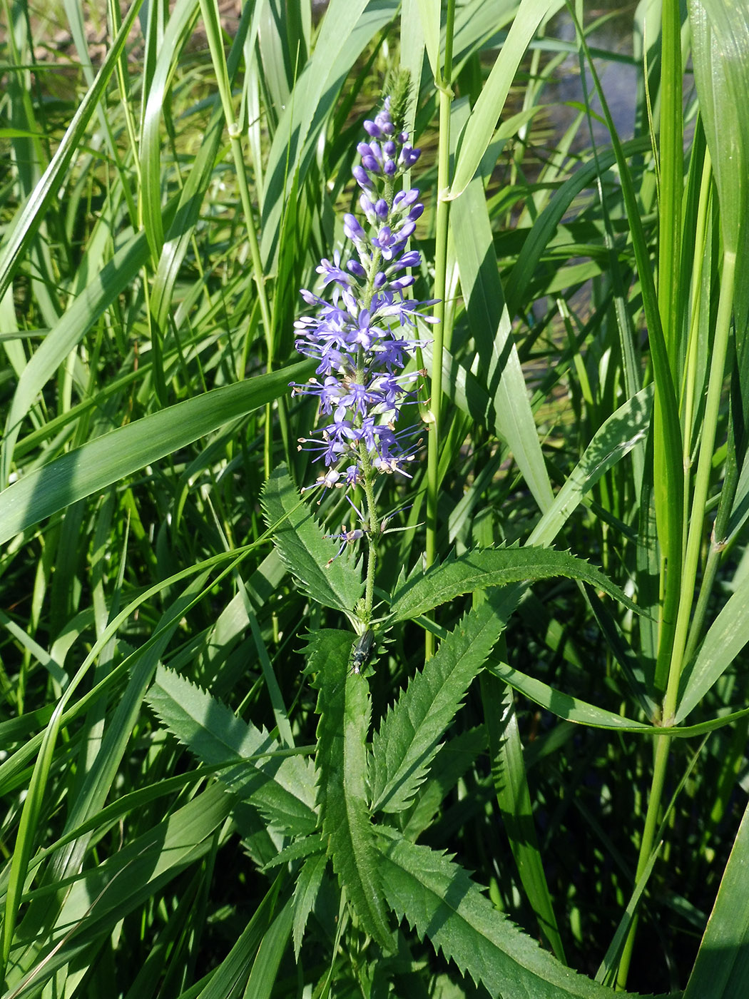 Image of Veronica longifolia specimen.