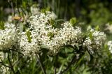 Daphne glomerata. Верхушки побегов с цветками. Карачаево-Черкесия, Зеленчукский р-н, окр. пос. Архыз, долина р. София, поляна Ледниковая Ферма, по краю хвойного леса. 12.06.2021.