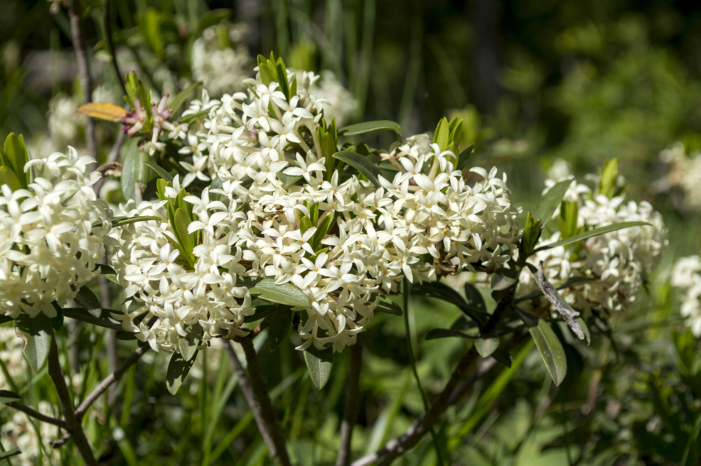 Image of Daphne glomerata specimen.