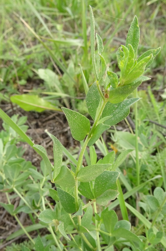 Image of Lotus corniculatus specimen.