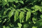 Polygonatum multiflorum