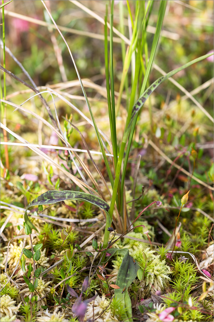 Image of Dactylorhiza psychrophila specimen.