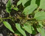 Lipandra polysperma