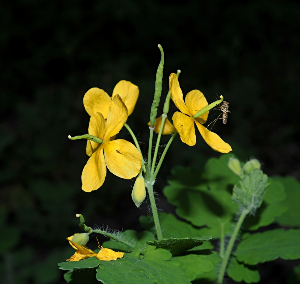 Image of Chelidonium majus specimen.