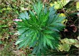 Artemisia vulgaris. Верхушка вегетирующего растения. Московская обл., Раменский р-н, окр. дер. Хрипань, садовый участок. 02.09.2023.