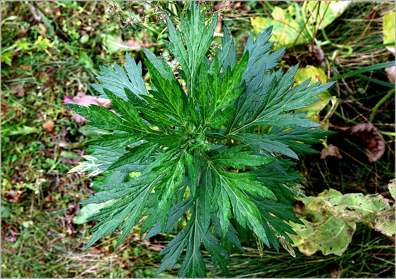 Изображение особи Artemisia vulgaris.