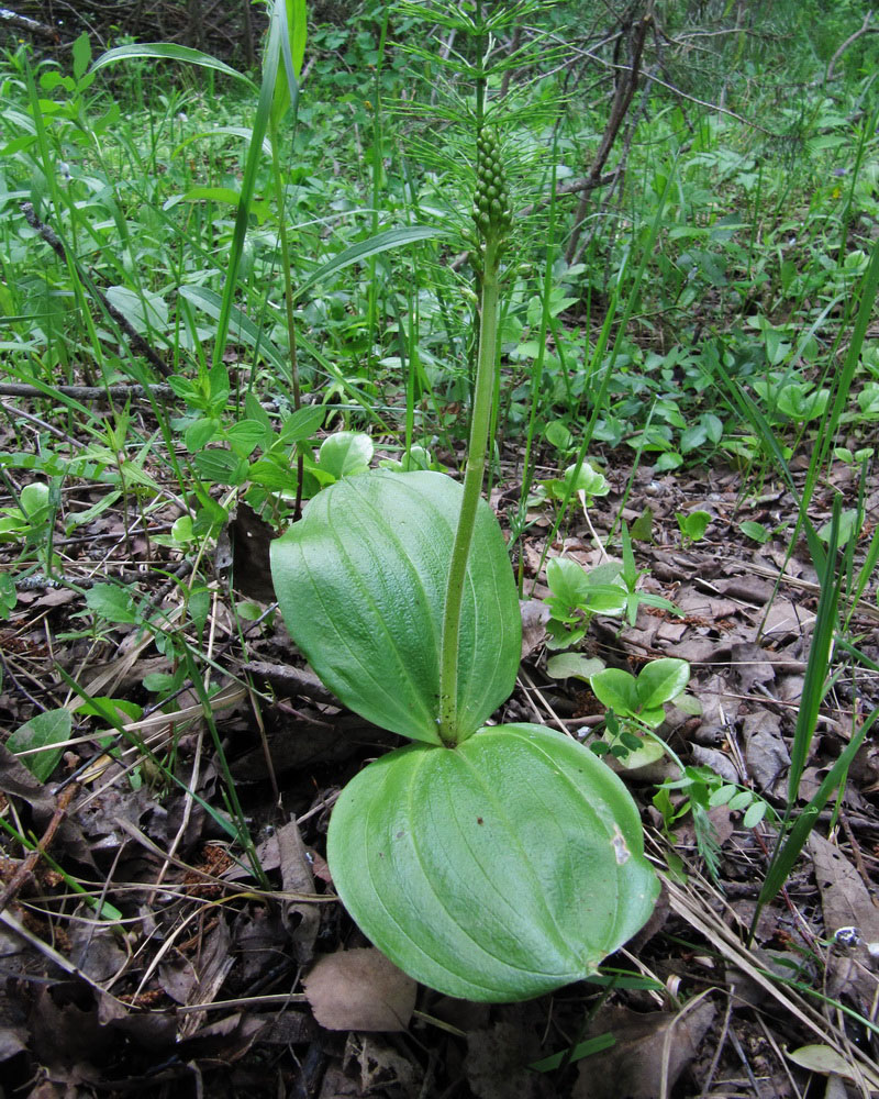 Изображение особи Listera ovata.