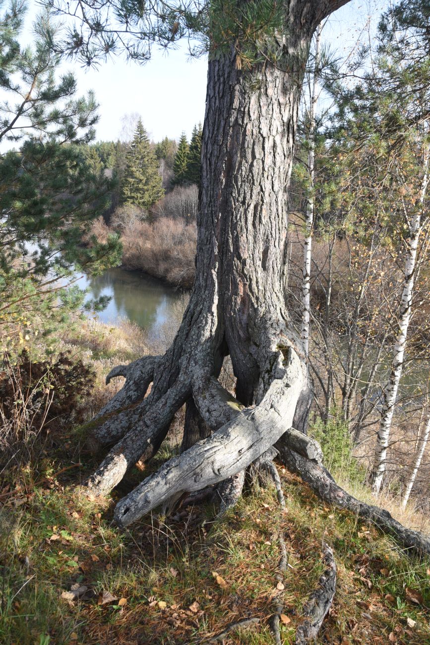 Изображение особи Pinus sylvestris.