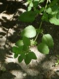 Melissa officinalis