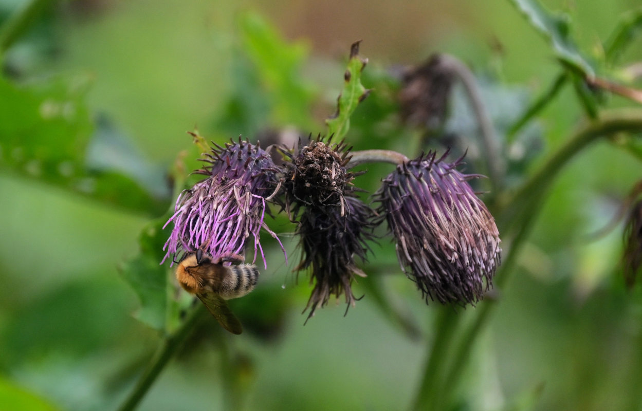 Image of Cirsium kamtschaticum specimen.