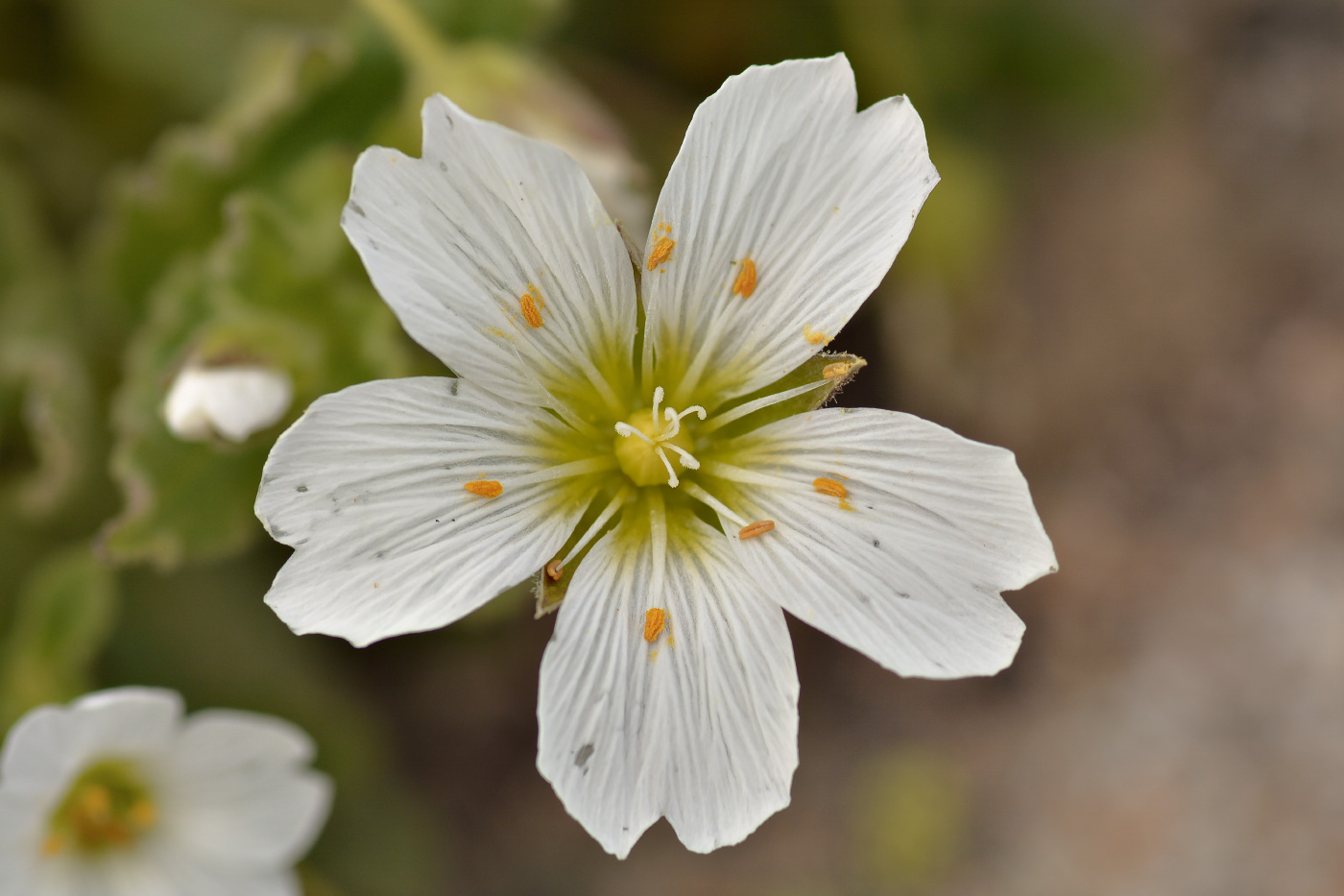 Image of Cerastium undulatifolium specimen.