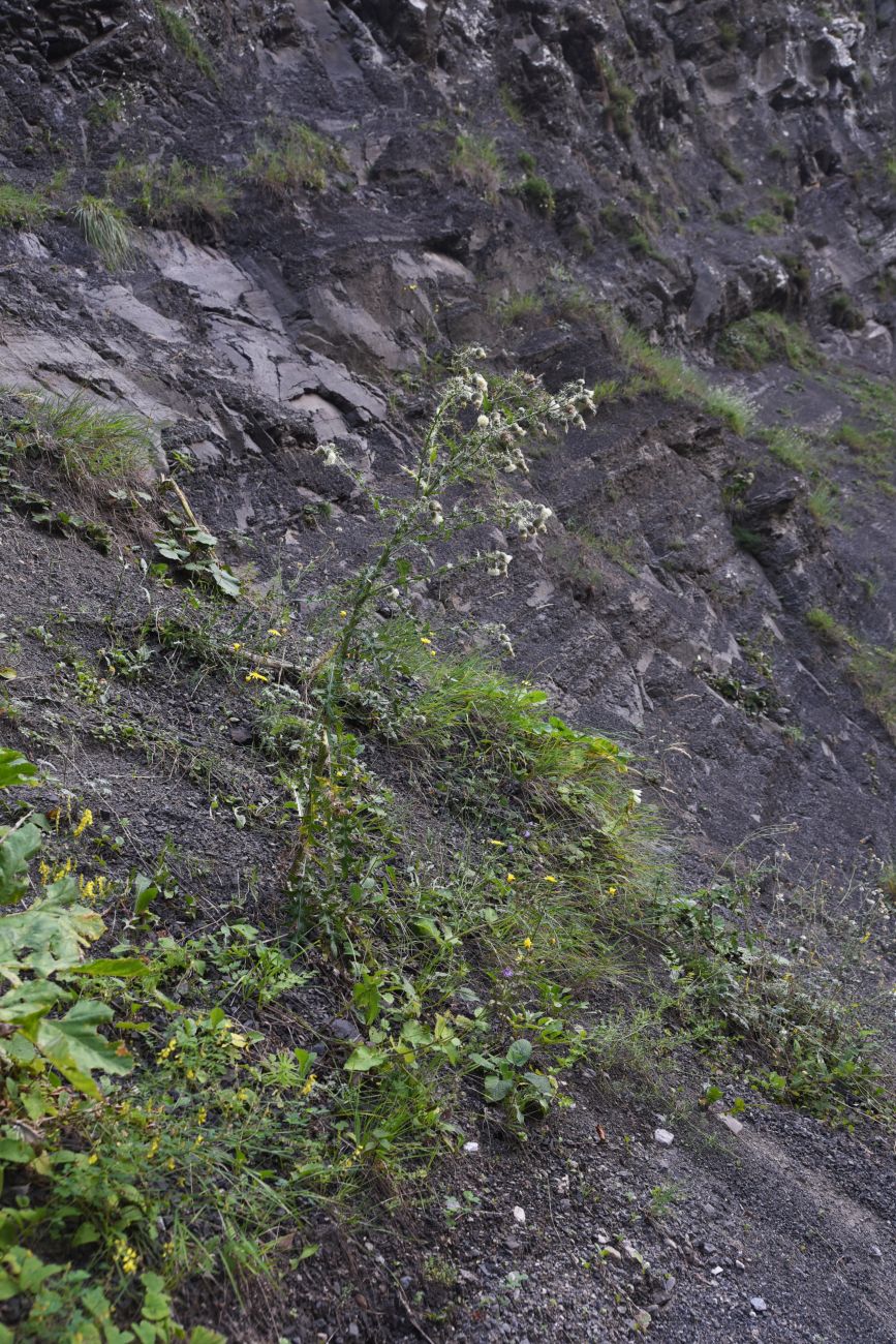 Image of Cirsium echinus specimen.