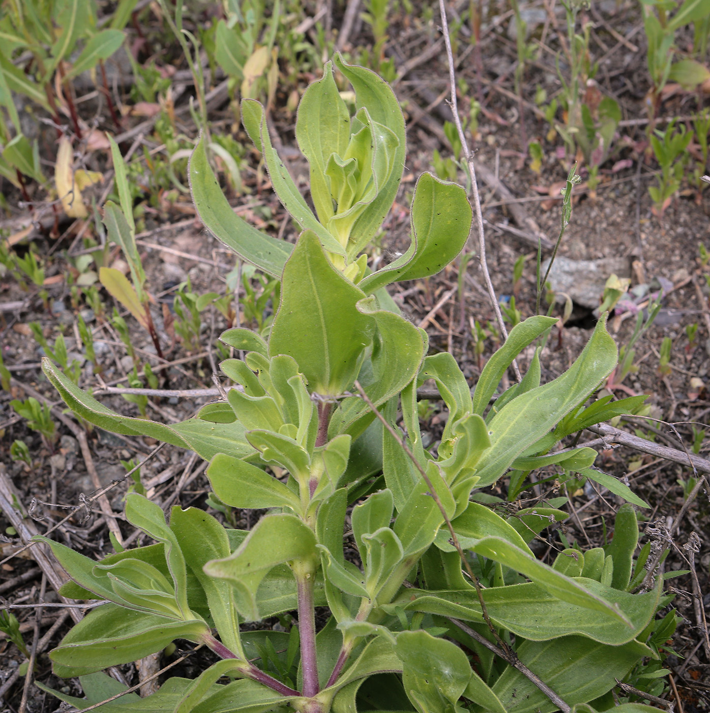 Image of Gypsophila perfoliata specimen.