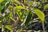 Vitex pinnata. Листья. Вьетнам, провинция Кханьхоа, г. Нячанг, гора Co Tien (Angel Mountain), травянисто-кустарниковый склон. 08.09.2023.