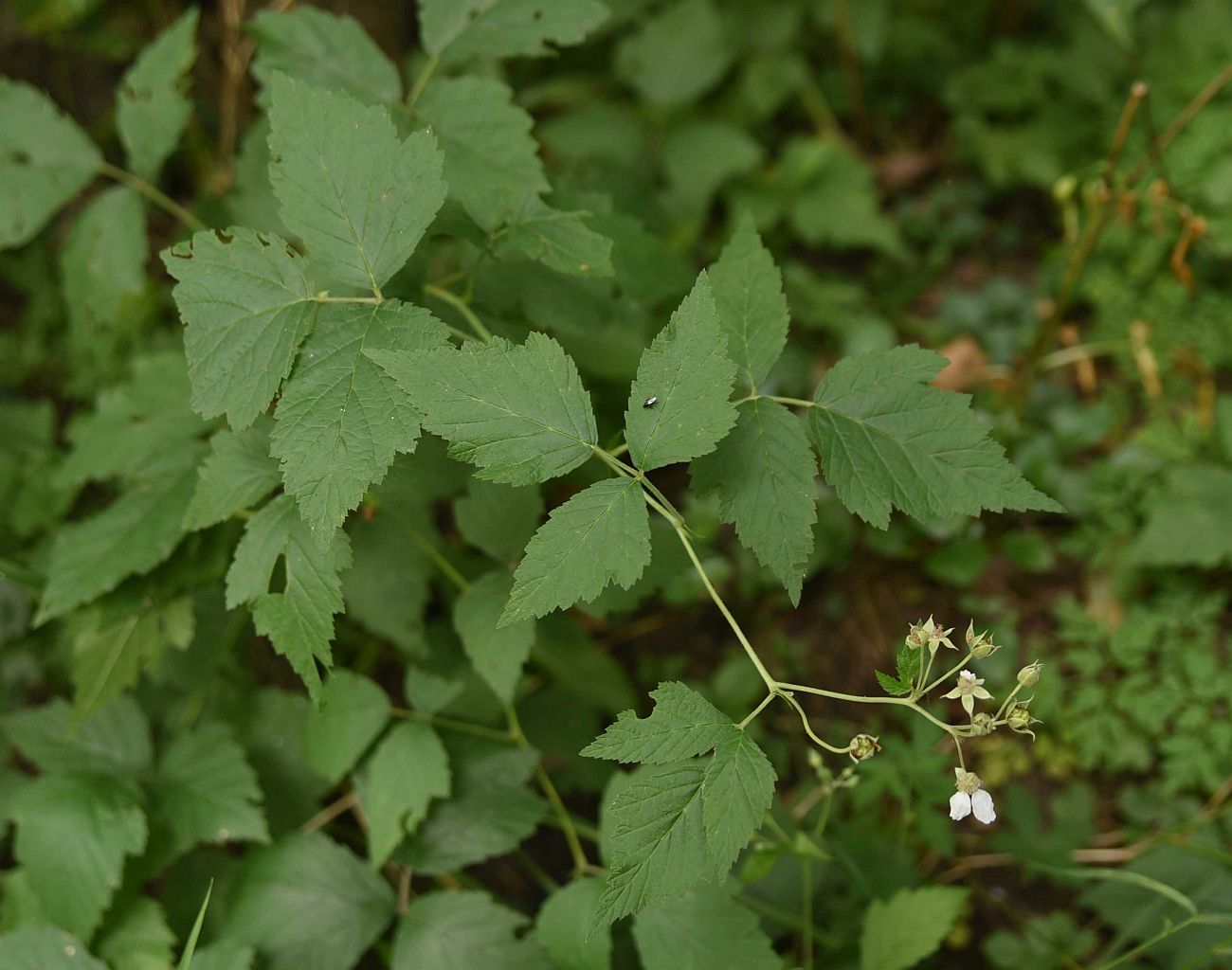 Изображение особи Rubus caesius.