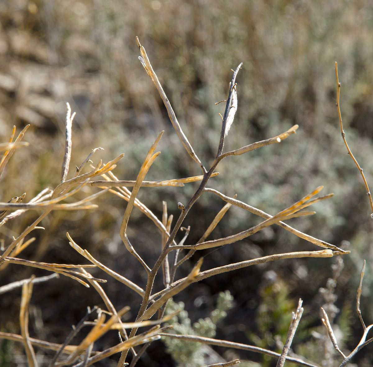 Image of genus Matthiola specimen.