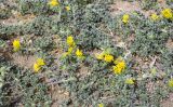 Medicago marina. Цветущие растения. Испания, Каталония, пров. Жирона, комарка Альт-Эмпорда, муниципалитет Сан-Педро-Пескадор, устье р. Флувиа, переходный участок от пляжа к отводному каналу реки. 07.04.2024.