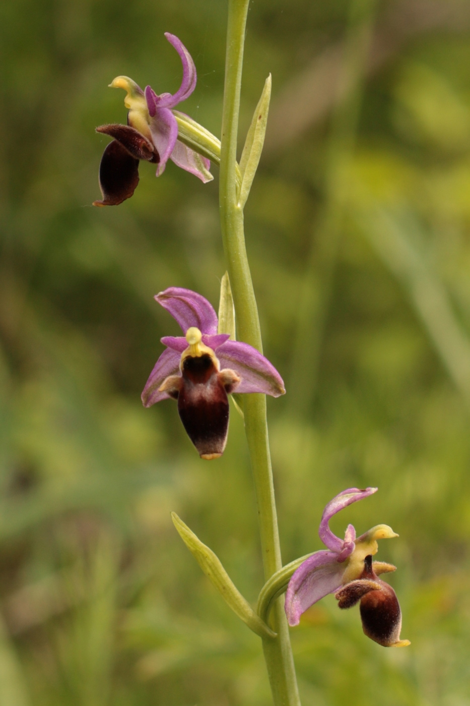 Изображение особи Ophrys oestrifera.