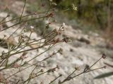 Asperula lipskyana. Веточки с цветками и плодами. Краснодарский край, м/о город-курорт Геленджик, окр. пос. Светлый, щель Церковная, можжевелово-дубовое редколесье, щебнисто-каменистая осыпь. 14.10.2018.