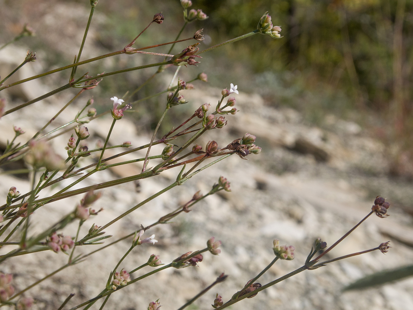 Image of Asperula lipskyana specimen.