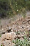 Brizochloa humilis