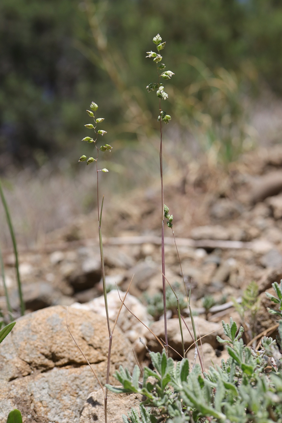 Изображение особи Brizochloa humilis.