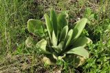 Verbascum thapsus