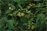 Galeobdolon luteum