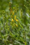 Genista patula