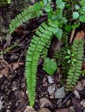 Adiantum malesianum