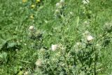 Cirsium echinus