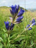Gentiana decumbens