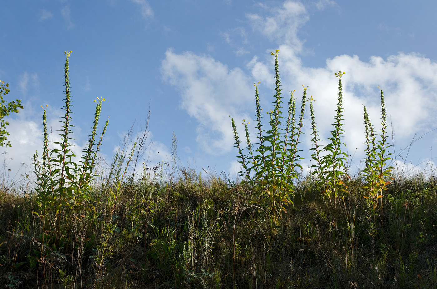 Image of Oenothera paradoxa specimen.