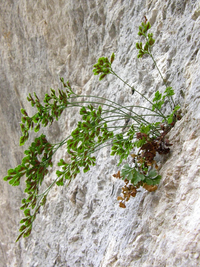 Изображение особи Asplenium ruta-muraria.