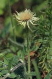 Pilosella officinarum