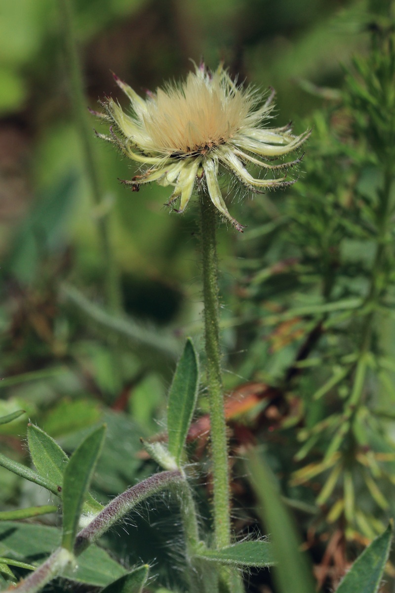 Image of Pilosella officinarum specimen.