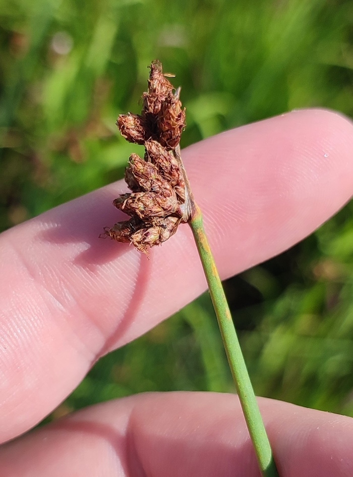 Image of Schoenoplectus tabernaemontani specimen.