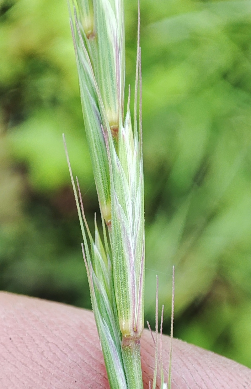 Image of Elymus caninus specimen.