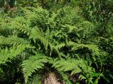 Athyrium filix-femina