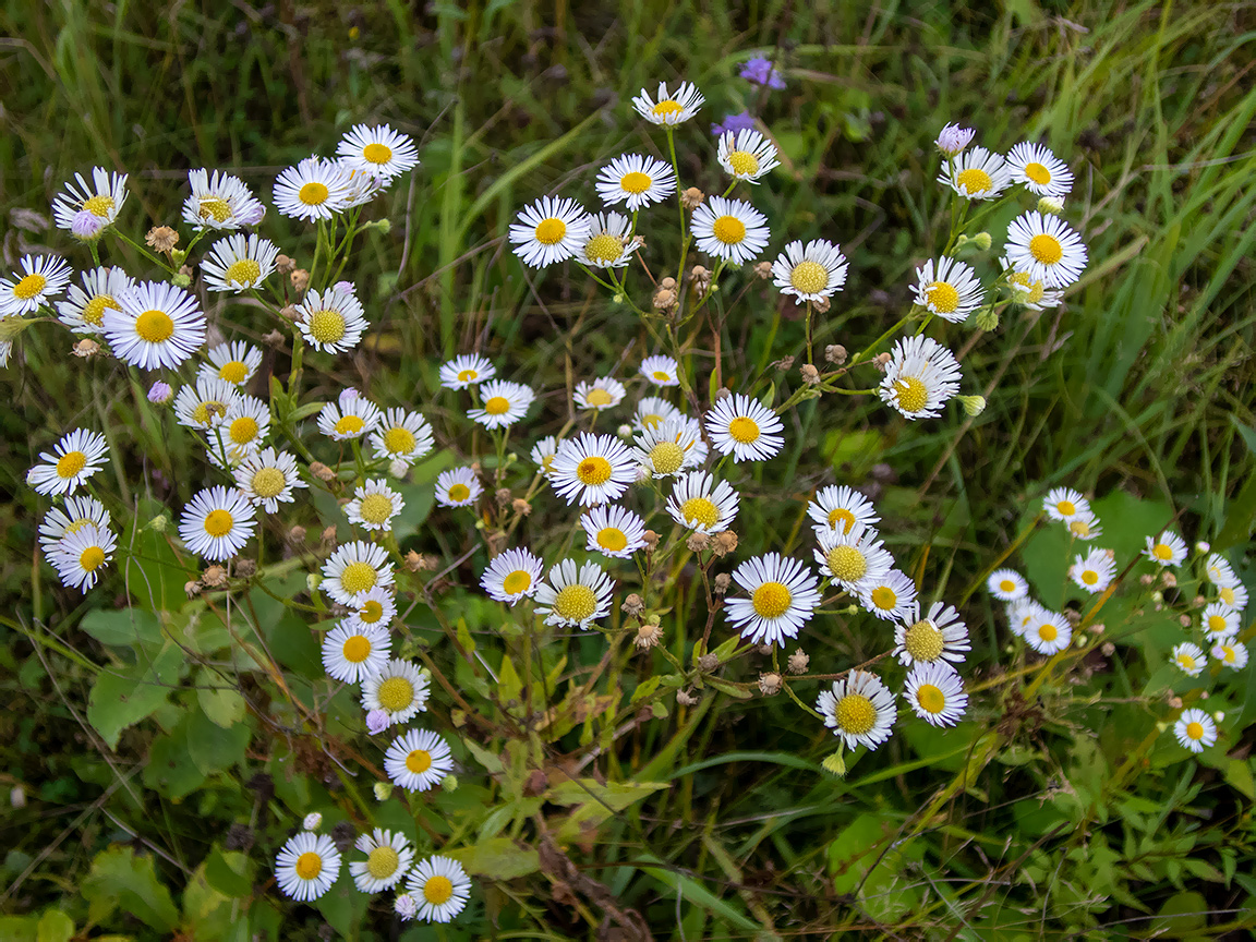 Изображение особи Erigeron annuus.