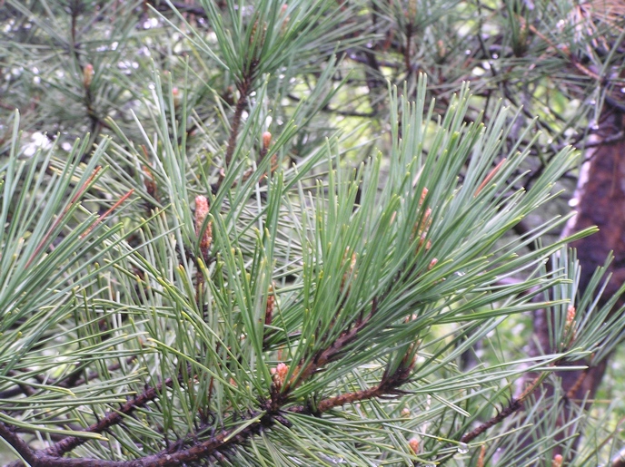 Image of Pinus × funebris specimen.